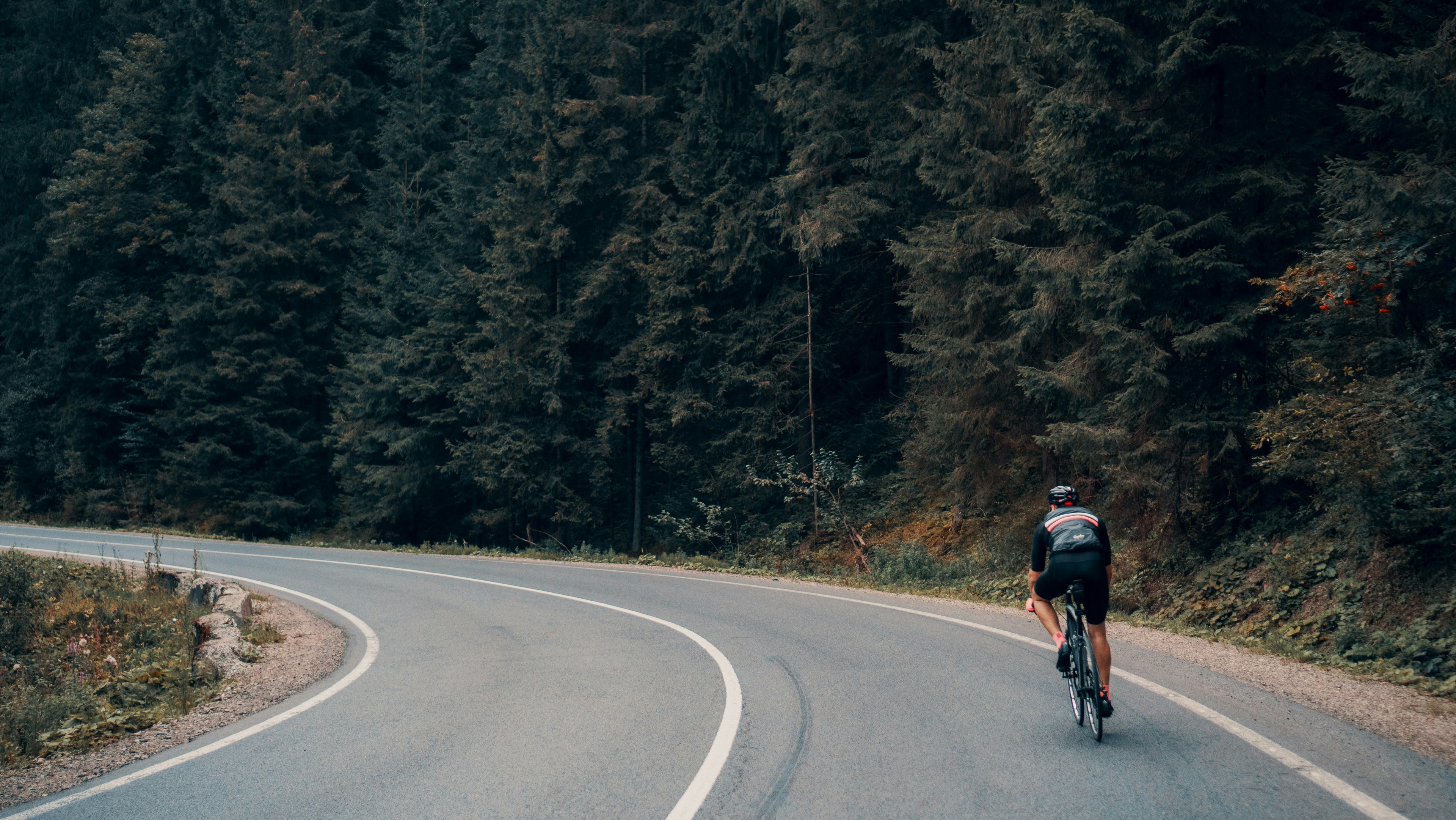 A road cyclist rounds a bend on a winding road through a dark pine forest.